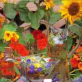 La primavera nel piatto con i fiori commestibili