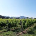 LA FISAR ROMA E CASTELLI ROMANI PRESENTA I VINI[...]