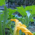 FRITTELLE DI FIORI DI ZUCCA ( frittelle di[...]