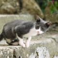 Ricordi d'infanzia e gatti