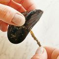 IMPEPEATA DI COZZE
