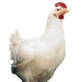COOK LIGHT & SPRINT: STRACCETTI DI POLLO CON[...]