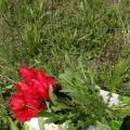 Tulipani e Cicoria