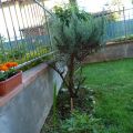 Giardino e terrazza di primavera